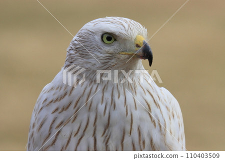white goshawk, white great hawk, falconry great hawk 110403509