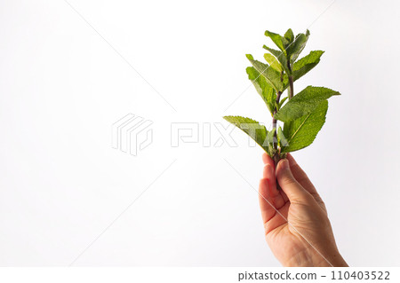 Woman hand holding fresh green mint on a white background. Endobiogenic Woman hand holding fresh green mint on a white background. Endobiogenic 110403522