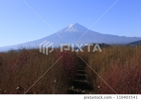 Mt. Fuji from Oishi Park 110403541