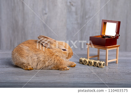 Cute adorable one brown rabbit sitting on grey wooden background listening music 110403575