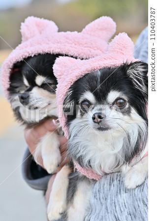 A friendly chihuahua wearing a cute matching hat A friendly chihuahua wearing a cute matching hat 110403787