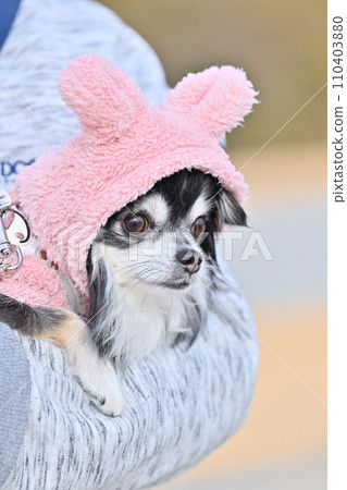 Chihuahua wearing a cute hat with ears Chihuahua wearing a cute hat with ears 110403880