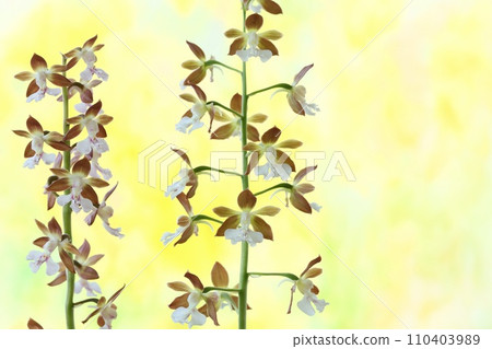 Orchid flower, plain brown, bright yellow background Orchid flower, plain brown, bright yellow background 110403989