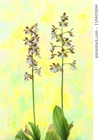 Orchid flower, plain brown, bright yellow background Orchid flower, plain brown, bright yellow background 110403994