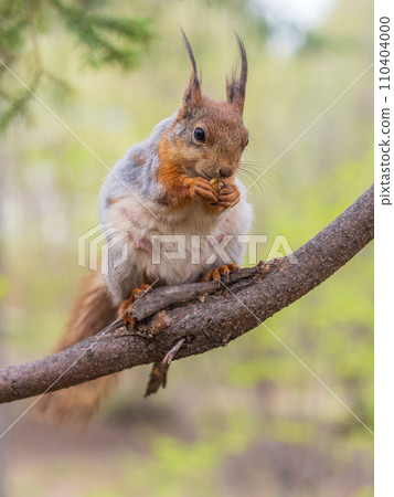 The squirrel with nut sits on a branches in the spring or summer. The squirrel with nut sits on a branches in the spring or summer. 110404000