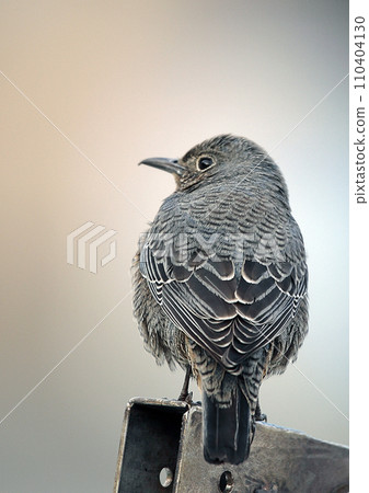 Isobulbul♀_20080119_7462 110404130