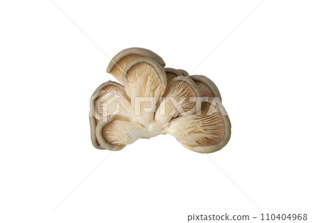 PNG, Fresh oyster mushrooms, isolated on white background 110404968