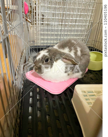 Cute rabbit (Holland Lop) 110405196