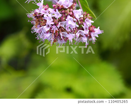 Oregano flowers and copy space Oregano flowers and copy space 110405265