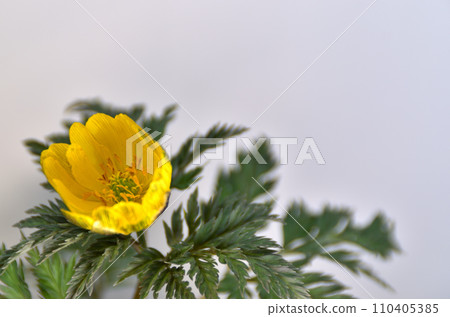 Winter flower: Fukujusou 6 Winter flower: Fukujusou 6 110405385