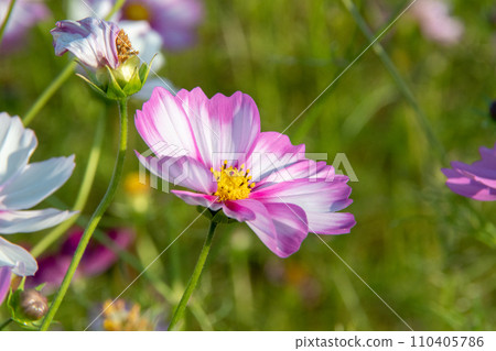 奈良縣橛原市藤原宮遺址的300萬棵大波斯菊 110405786