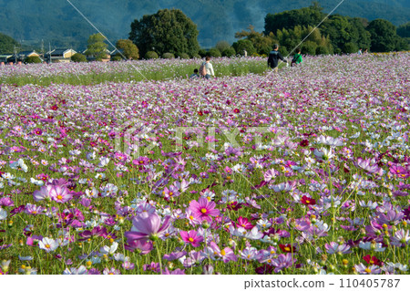 奈良縣橛原市藤原宮遺址的300萬棵大波斯菊 110405787