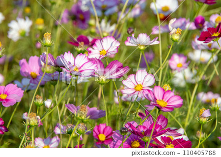 3 million cosmos trees at Fujiwara Palace Ruins, Kashihara City, Nara Prefecture 110405788