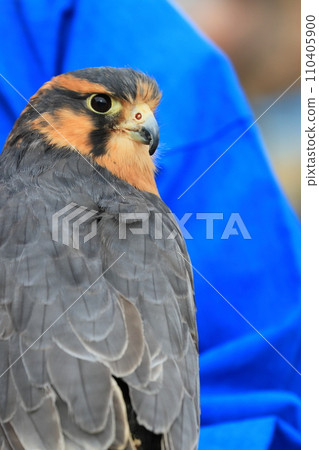 Face of long-tailed falcon 110405900