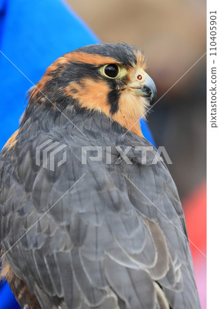 Face of long-tailed falcon 110405901