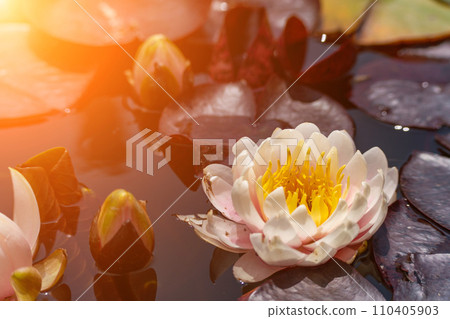 Pink lotus water lily flower in pond, waterlily with green leaves blooming Pink lotus water lily flower in pond, waterlily with green leaves blooming 110405903