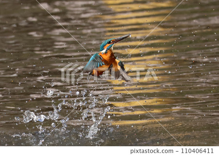 Kingfisher flying to get food 110406411