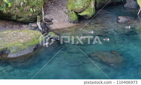 Ducks of Amori River 110406973