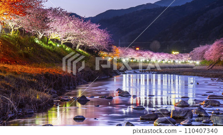 Night view of Kawazu Town: Beautiful Kawazu cherry blossoms illuminated along the Kawazu River [Shizuoka Prefecture] 110407340