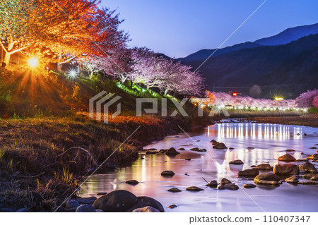 河津町夜景：河津河畔美麗的河津櫻花【靜岡縣】 110407347