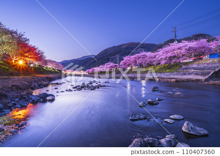 河津町夜景：河津河畔美麗的河津櫻花【靜岡縣】 110407360