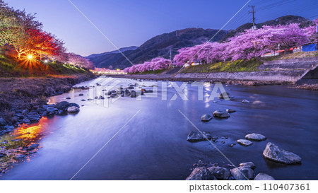 Night view of Kawazu town in spring - Beautiful Kawazu cherry blossoms illuminated along the Kawazu River [Shizuoka Prefecture] 110407361