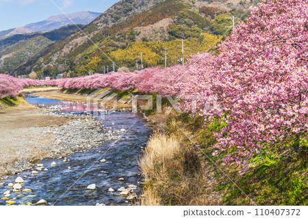 Kawazu town in spring - Kawazu cherry blossom trees in full bloom along the Kawazu River [Shizuoka Prefecture] 110407372