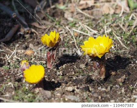 Early spring flowers Fukuge 110407387