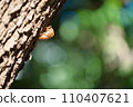 Cicada shell 110407621