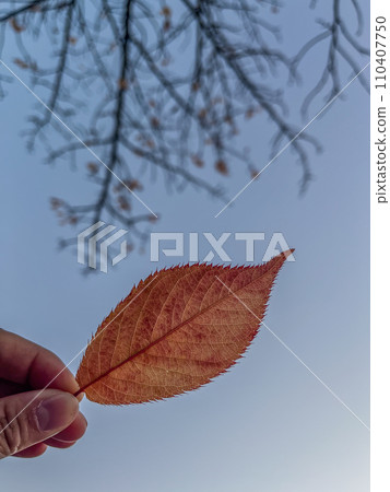 Autumn leaves shining in the blue sky 110407750