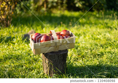 Red Apples in basket on green grass. Apple harvest and picking apples on farm in autumn. Nature Background. Healthy organic food banner 110408098