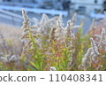 Flocculation of Seiitakahawadanchi So 110408341
