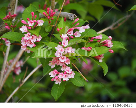 Flowering tree, Taniyutsugi, early summer flowers 110408435