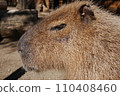 Capybara glaring dimly 110408460