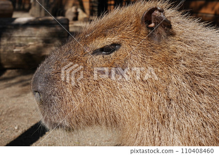 Capybara glaring dimly Capybara glaring dimly 110408460