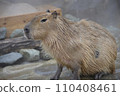 Capybara 110408461
