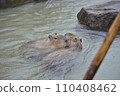 Capybara relaxing in a hot spring 110408462