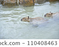 Capybara relaxing in a hot spring 110408463