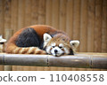 Relaxing red panda 110408558