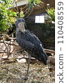 A shoebill that doesn't move an inch 110408559