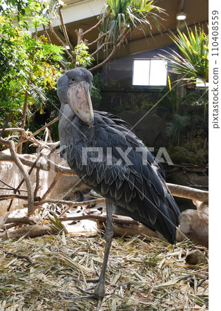 A shoebill that doesn't move an inch A shoebill that doesn't move an inch 110408559