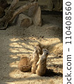 Meerkat basking in the sun 110408560