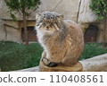 Manulneko 110408561