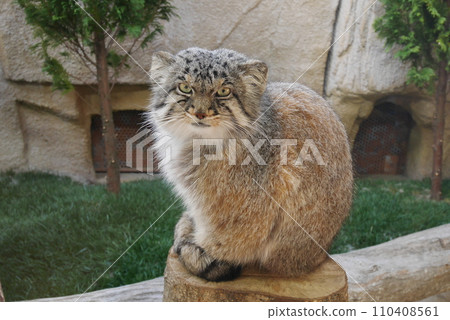 Manulneko Manulneko 110408561