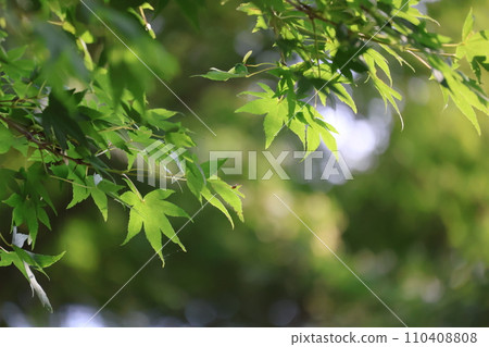 夏日風景 夏日風景 110408808