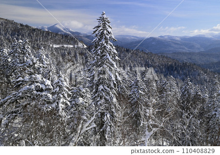 Coniferous forest 110408829