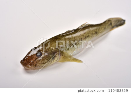 黃鰭刺鰕虎魚 110408839