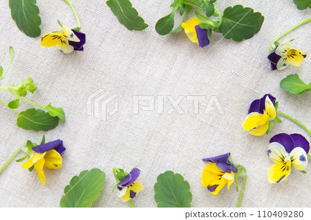 Decorative frame of yellow and purple viola flowers and leaves from an overhead angle 110409280