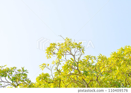 Dita, Devil Tree or Alstonia scholaris and sky Dita, Devil Tree or Alstonia scholaris and sky 110409576