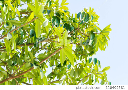 Dita, Devil Tree or Alstonia scholaris and sky Dita, Devil Tree or Alstonia scholaris and sky 110409581